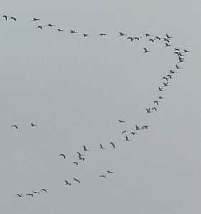 Part of a flock of Common Cranes - Grus grus © John Muddeman